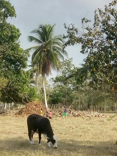 Foto San Pelayo